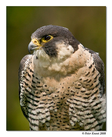 Peregrine Falcon