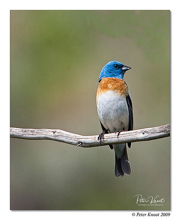 Lazuli Bunting
