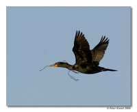 Double-crested Cormorant