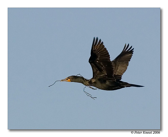 Double-crested Cormorant
