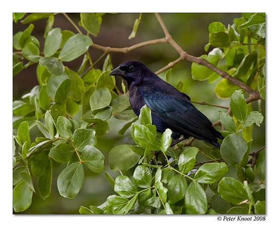 Shiny Cowbird