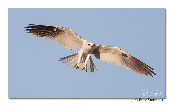 White-tailed Kite