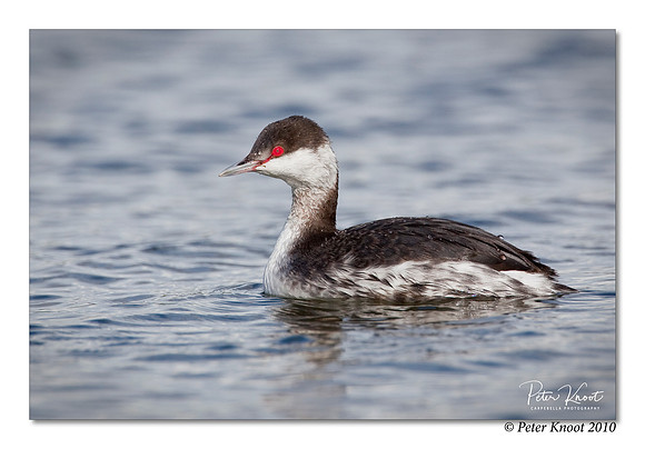 Horned Grebe