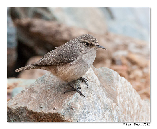 Rock Wren