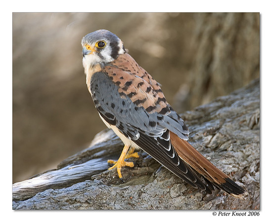 American Kestrel