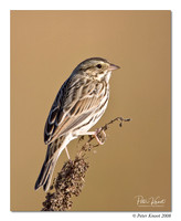 Savannah Sparrow