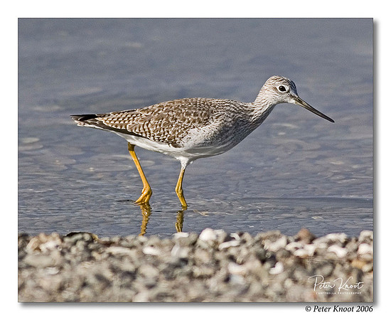 Lesser Yellowlegs
