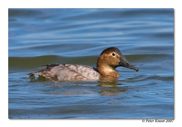 Canvasback