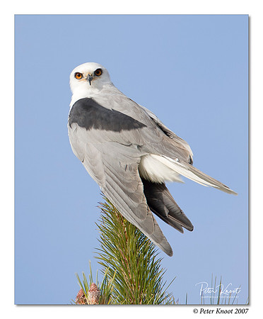 White-tailed Kite