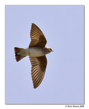 Northern Rough-winged Swallow