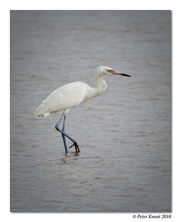 Reddish Egret