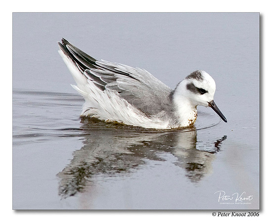 Red Phalarope