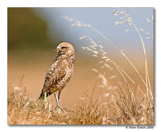 Burrowing Owl