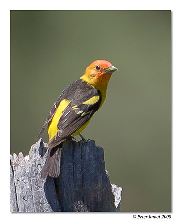 Western Tanager