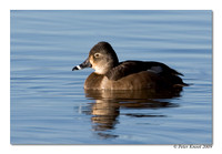 Ring-billed Duck