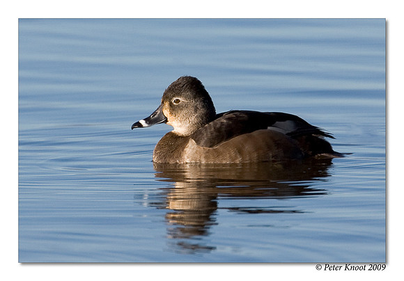 Ring-billed Duck