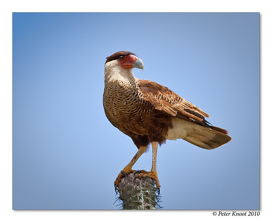 Crested Caracara