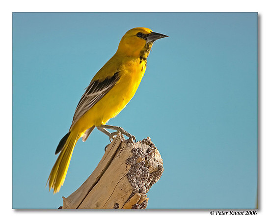 Yellow Oriole