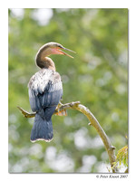 Anhinga