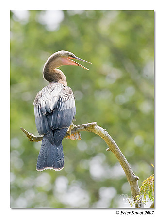 Anhinga