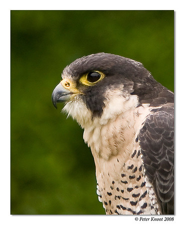 Peregrine Falcon