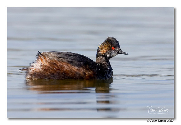 Eared Grebe