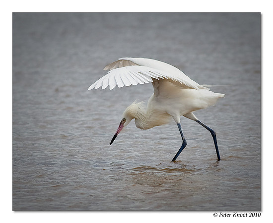 Reddish Egret