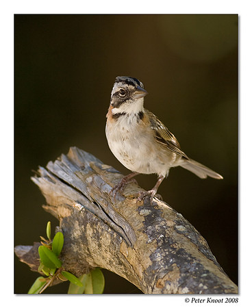 Rufous-collared Sparrow