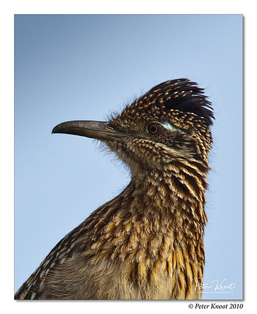 Greater Roadrunner