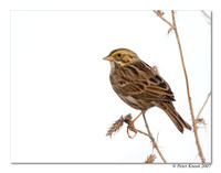 peter_savannah_sparrow_3