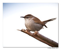 Bewick's Wren
