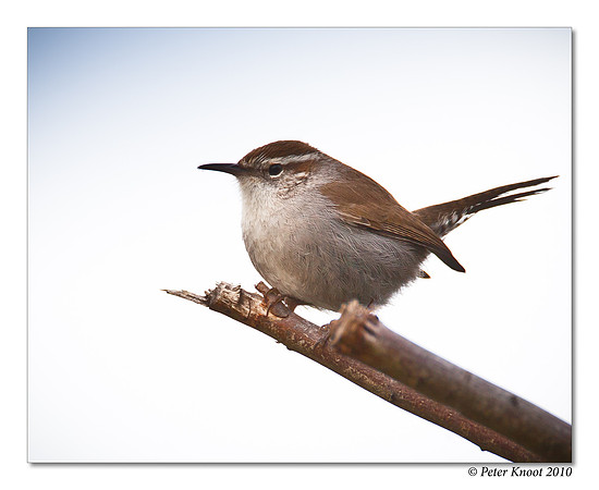 Bewick's Wren