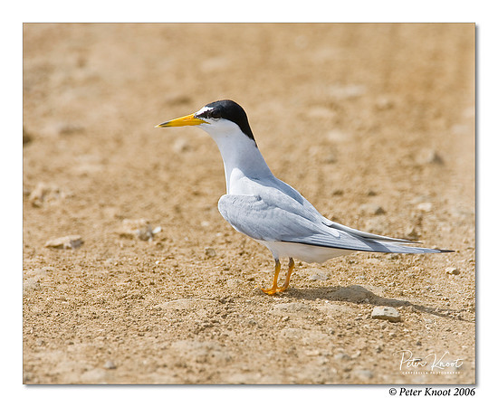 Least Tern