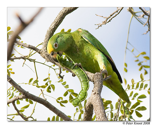Yellow-winged Parrot