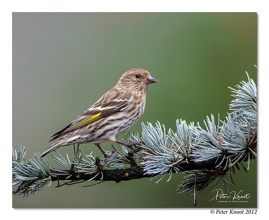 Pine Siskin