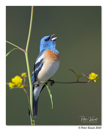 Lazuli Bunting