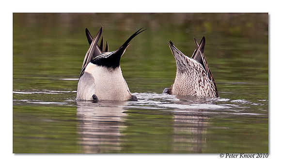 Northern Pintail