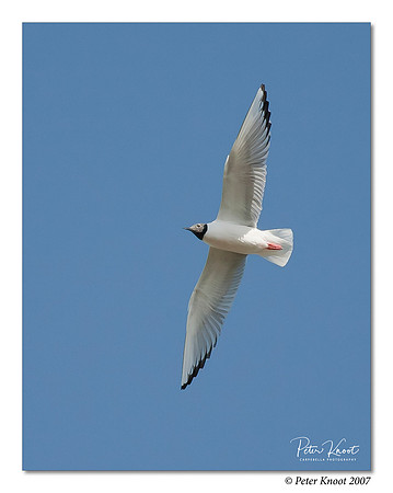 Bonaparte's Gull