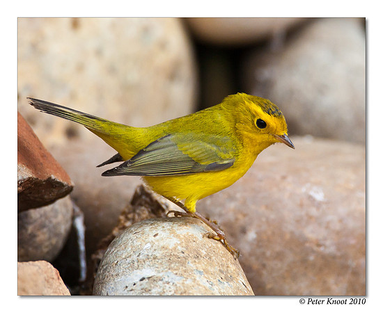 Wilson's Warbler