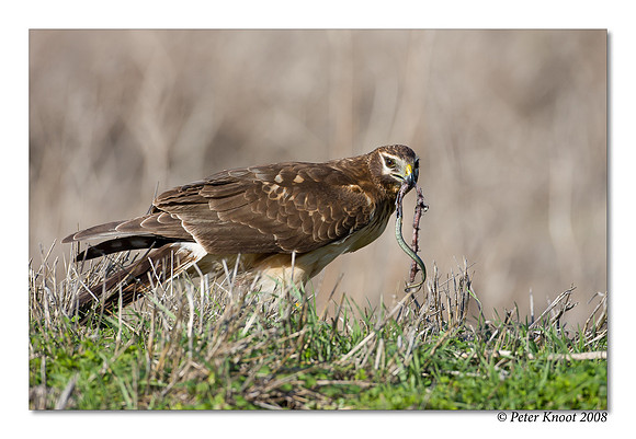 Northern Harrier
