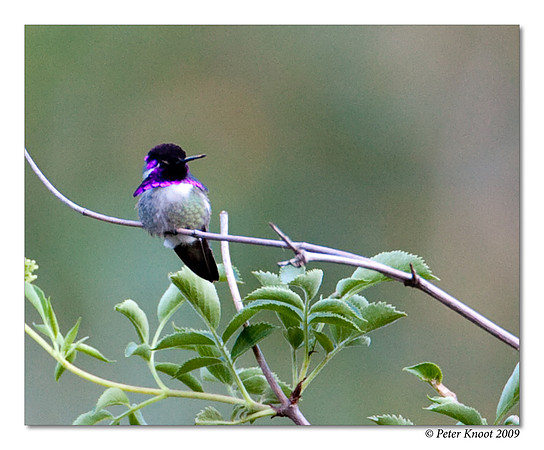 Costa's Hummingbird