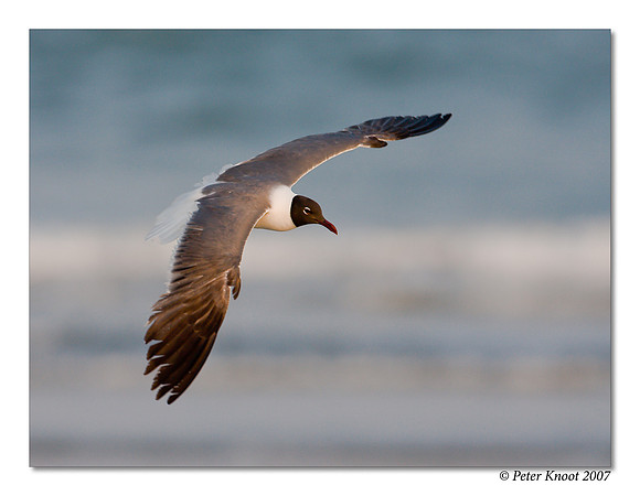Laughing Gull