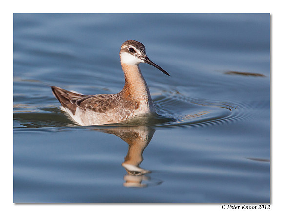 Wilson's Phalarope