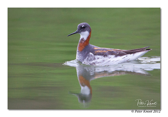 Red-necked Phalarope