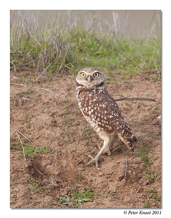 Burrowing Owl