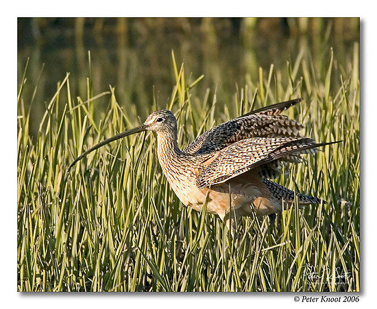 Long-billed Curlew