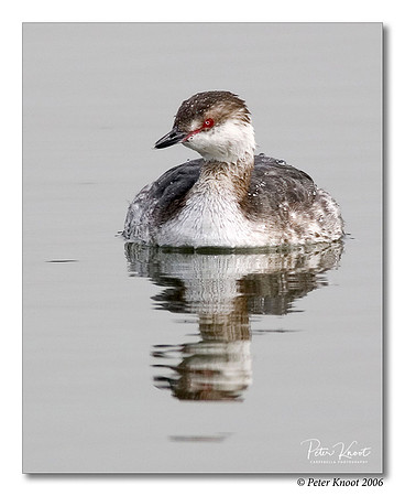 Horned Grebe