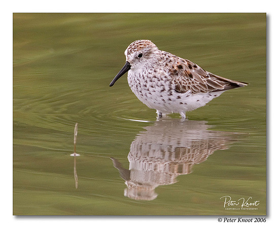 Western Sandpiper