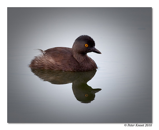 Least Grebe