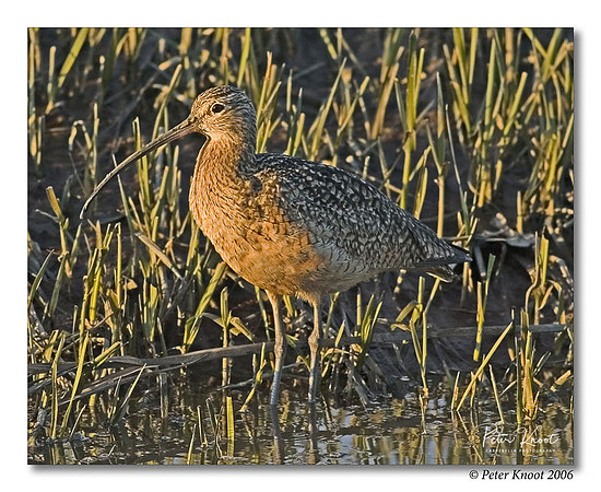 Long-billed Curlew